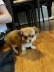 Chihuahua Puppies for sale in Hampton, VA, USA. price: $600