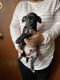 Chihuahua Puppies for sale in Morrisville, PA 19067, USA. price: $250