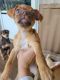 Chihuahua Puppies for sale in Bedford, VA 24523, USA. price: NA