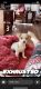 Chihuahua Puppies for sale in McKnight, PA 15237, USA. price: NA