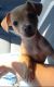 Chihuahua Puppies for sale in El Paso, TX, USA. price: $180