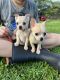 Chihuahua Puppies for sale in Hattiesburg, MS, USA. price: $500