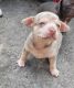 Chihuahua Puppies for sale in Charleston, SC, USA. price: NA