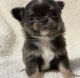 Chihuahua Puppies for sale in New York, NY, USA. price: $500