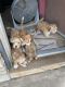 Chihuahua Puppies for sale in Phoenix, AZ, USA. price: $1,000
