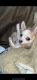 Chihuahua Puppies for sale in Ankeny, IA, USA. price: $600