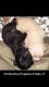 Chihuahua Puppies for sale in Lehigh Acres, FL, USA. price: NA