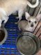 Chihuahua Puppies for sale in Miami, FL, USA. price: $300