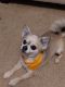Chihuahua Puppies for sale in Columbus, IN, USA. price: $150