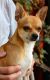 Chihuahua Puppies for sale in 540 New Waverly Pl, Cary, NC 27518, USA. price: $600