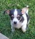 Chihuahua Puppies for sale in Norfolk, VA, USA. price: $1,995