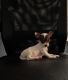 Chihuahua Puppies for sale in Walterboro, SC 29488, USA. price: $300