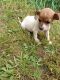 Chihuahua Puppies for sale in Tollesboro, KY 41189, USA. price: $600