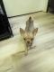 Chihuahua Puppies for sale in Palmerton, PA, USA. price: NA
