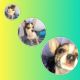 Chihuahua Puppies for sale in River Oaks, Houston, TX, USA. price: $389
