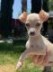 Chihuahua Puppies for sale in Temecula, CA 92591, USA. price: $1,000