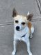 Chihuahua Puppies for sale in Hanford, CA 93230, USA. price: NA