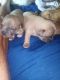 Chihuahua Puppies for sale in Broken Arrow, OK, USA. price: $400