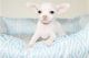 Chihuahua Puppies for sale in Cornelia St, New York, NY 10014, USA. price: NA