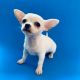 Chihuahua Puppies for sale in Miami Lakes, FL, USA. price: NA