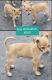 Chihuahua Puppies for sale in Guthrie, OK, USA. price: NA