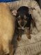 Chihuahua Puppies for sale in Thornton, CO, USA. price: $300