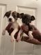 Chihuahua Puppies for sale in Atlanta, GA, USA. price: $300