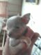 Chihuahua Puppies for sale in Sanford, NC 27330, USA. price: $1,500