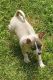Chihuahua Puppies for sale in Norfolk, VA, USA. price: $400