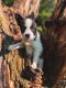 Chihuahua Puppies for sale in Center Line, MI, USA. price: NA
