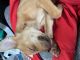 Chihuahua Puppies for sale in Canton, OH 44705, USA. price: NA