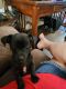 Chihuahua Puppies for sale in KIMBERLIN HGT, TN 37920, USA. price: NA
