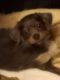 Chihuahua Puppies for sale in Minot, ND, USA. price: $250