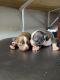 Chihuahua Puppies for sale in Indio, CA, USA. price: NA