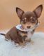 Chihuahua Puppies for sale in Alabama City, Gadsden, AL 35904, USA. price: $700