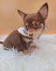 Chihuahua Puppies for sale in California City, CA, USA. price: $700