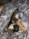 Chihuahua Puppies for sale in Corning, NY 14830, USA. price: $800
