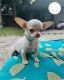 Chihuahua Puppies for sale in New York, NY, USA. price: $3,000