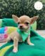 Chihuahua Puppies for sale in Pennsylvania Station, 4 Pennsylvania Plaza, New York, NY 10001, USA. price: $3,000