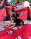 Chihuahua Puppies for sale in Pennsylvania Station, 4 Pennsylvania Plaza, New York, NY 10001, USA. price: $3,000