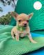 Chihuahua Puppies for sale in 1309 Coffeen Ave, Sheridan, WY 82801, USA. price: $3,000