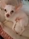 Chihuahua Puppies for sale in Scranton, PA 18505, USA. price: $1,200