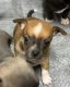 Chihuahua Puppies for sale in Bryant, AL 35958, USA. price: NA