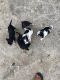 Chihuahua Puppies for sale in Davenport, FL 33837, USA. price: NA