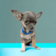 Chihuahua Puppies for sale in 1309 Coffeen Ave, Sheridan, WY 82801, USA. price: NA