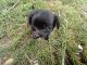 Chihuahua Puppies for sale in Burleson, TX 76028, USA. price: $200