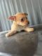 Chihuahua Puppies for sale in Clinton, NC 28328, USA. price: NA
