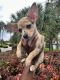 Chihuahua Puppies for sale in Miami, FL, USA. price: $750