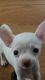 Chihuahua Puppies for sale in Charleston, SC, USA. price: NA