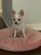 Chihuahua Puppies for sale in Hoffman Estates, IL 60169, USA. price: $700